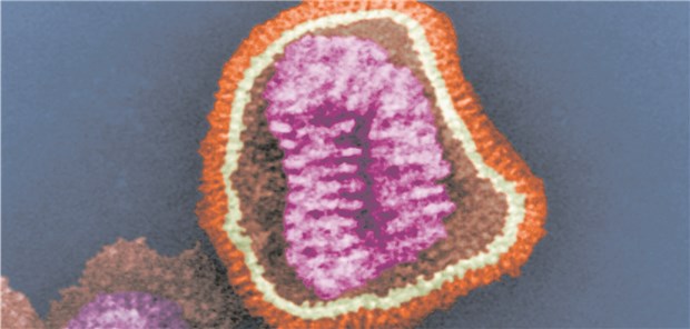 Influenza-Virus unterm Elektronenmikroskop: Die Oberflächenproteine sind orange eingefärbt.