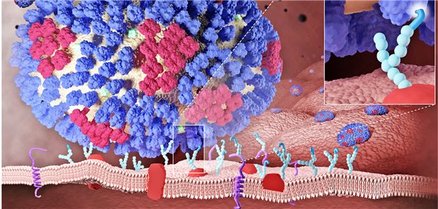 Influenzavirus auf einer Atemwegszelle: Das Virus-Hämagglutinin (HA) bindet für die Infektion passgenau an einen Zellrezeptor und kann danach in die Zelle eindringen. Zum Schutz wird das HA von (Impf-) Antikörpern blockiert.