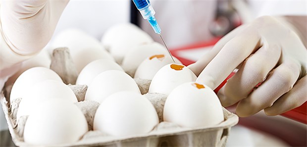 Keine Gefahr für Impfstoffe? Inokulation bei Hühnereiern: Das PEI sieht keine Fipronil-Gefahr für Impstoffe auf Hühnereiweiß-Basis.