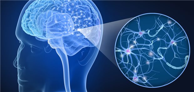 Intaktes Myelin ist entscheidend für eine normale Gehirnfunktion. Defektes Myelin im alternden Gehirn hingegen erhöht das Risiko, dass sich A-Peptide ablagern.