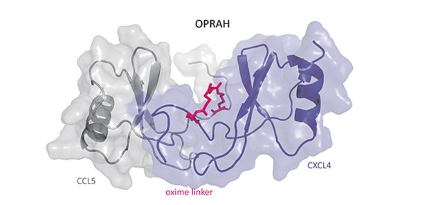 Diese 5 Forscherteams haben sich um den Galenus-Preis beworben Interaktion Chemokine © Philipp von Hundelshausen