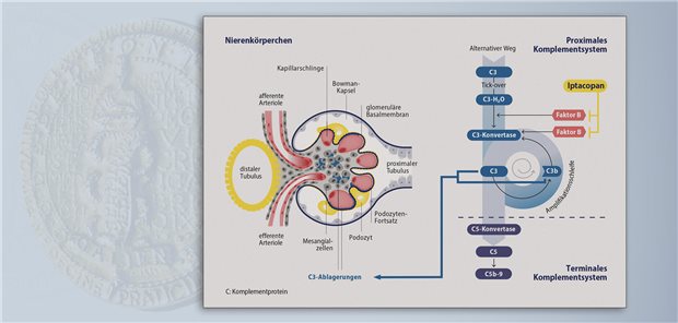 Iptacopan blockiert Faktor B, wodurch die Aktivität der C3-Konvertase gehemmt wird. Die Folge: weniger Ablagerung von C3 in der Niere.  Novartis Pharma GmbH