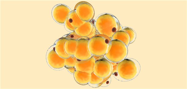 Isolierte Fettzellen - die Fähigkeit, Energie zu speichern hat sich evolutionär durchgesetzt.