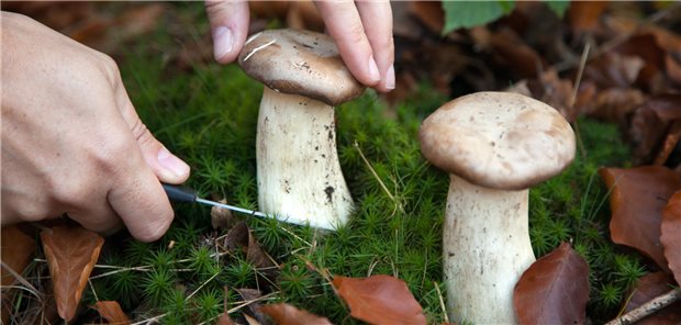 Ärzte und Strahlenforscher warnen vor Giftpilzen und Radioaktivität Ist dieser Pilz essbar? Als Pilzfreund sollte man sich dessen hundert Prozent sicher sein.