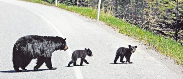 Herzlich willkommen im Land der Bären! Ja, wo laufen sie denn? Eine Bärenmutter überquert mit ihrem Nachwuchs in aller Seelenruhe den Highway.