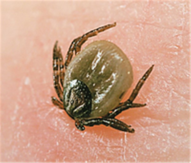 Tipps zur Borreliose-Prophylaxe wichtig Je länger eine Zecke saugt, desto höher ist das Risiko für eine Borreliose oder eine Frühsommer-Meningoenzephalitis (FSME).
© Ste2.0 / fotolia.com