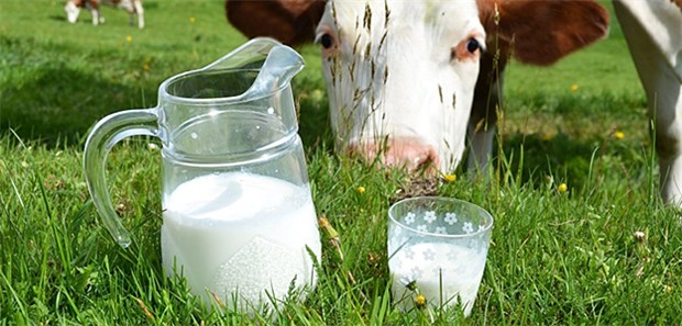 Macht´s die Milch? Jeden Tag ein Glas Milch soll gesund sein. Jetzt fanden amerikanische Forscher aber heraus: Bestimmte Sorten können Akne auslösen.