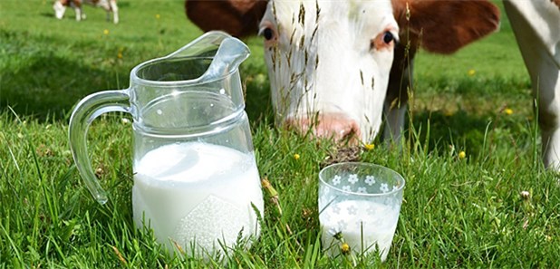 Die Milch Die Milch