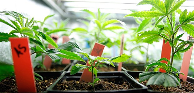 Kalifornien startet legalen Marihuana-Verkauf Jeder Kalifornier über 21 Jahren darf ab sofort bis zu sechs Cannabis-Pflanzen anbauen und bis zu 28 Gramm der Droge legal mit sich frühen.