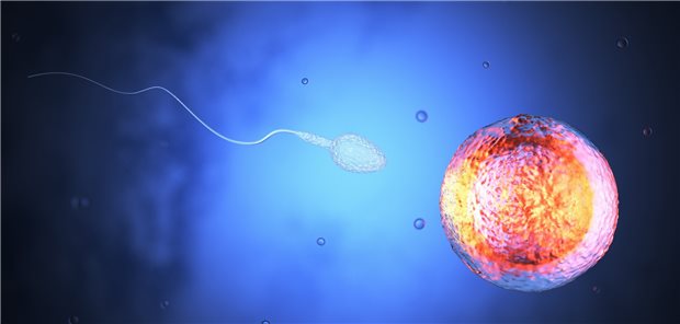 Spermien ohne „Turbo“ besser erkennen Jetzt gilt‘s: Für eine Befruchtung muss das Spermium die Hülle der Eizelle durchdringen (keine maßstabsgetreue Darstellung).