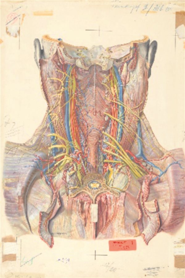 Das moralische Dilemma mit dem Pernkopf-Atlas Karl Endtresser schuf diese Illustration des Nackens von hinten für den 3. Band der 1. Ausgabe. Dieser erschien 1952, als am Anatomie-Institut noch viele Körper aus der NS-Zeit aufbewahrt wurden (pp. 186 und 187).