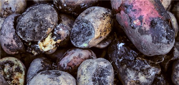 Kartoffeln mit Pilzbefall: Der Wirkstoff Solanimycin könnte sich dagegen anwenden lassen.