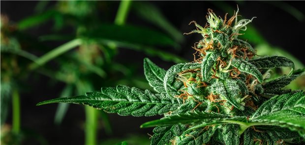 Cannabis-Arznei nur ausnahmsweise und unter Voraussetzungen Kassenpatienten und -patientinnen dürfen Arzneimittel mit Cannabis nach einem Urteil des Sozialgerichts Karlsruhe nur ausnahmsweise und unter engen Voraussetzungen bekommen.