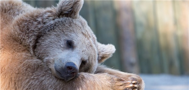 Kein Schnarchbär: Grizzlybären können viele Monate im Winterschlaf verbringen, ohne dass ihre Muskeln unter der fehlenden Bewegung leiden.