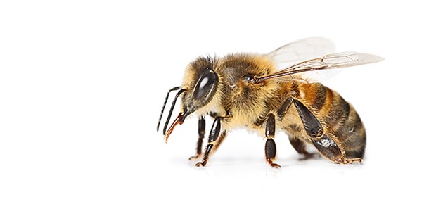 Eher Bienenstich als Schlangenbiss Kein Toter in Australien durch einen Spinnenbiss in über 10 Jahren, aber mehrere durch Bienenstiche?