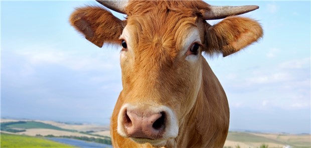 Wenn sich die Kuh kratzt Kein rein tierisches Phänomen: Kühe kratzen sich sehr gerne – unter anderem der Fellpflege wegen.