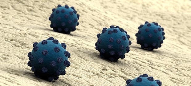 Das Viren-Problem auf dem Land Keine blauen Trüffelpralinen: Modell von Hepatitis-C-Viren auf einer Zelle.