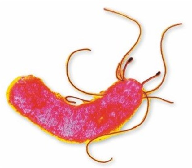 Helicobacter pylori plus Adenom - da wird Eradikation empfohlen Kleiner Keim, große Wirkung: Helicobacter pylori.