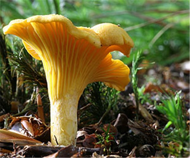 Experten warnen vor Pilz-Apps Kleines Ratespiel: Welcher Pilz ist das, wissen Sie es? Die Lösung: Ein Echter Pfifferling oder auch Cantharellus cibarius.