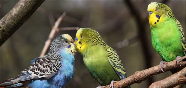 Vögel stehen auf Intelligenz Kluge Wellensittich-Männchen haben bessere Chancen bei den Damen, nicht so gescheite haben das Nachsehen.