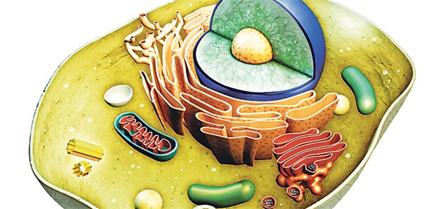 Ein Experiment mit ungewissem Ausgang Körperzelle im Modell: Diese enthalten meist einige tausend Mitochondrien und Eizellen sogar einige hunderttausend der Organellen.
