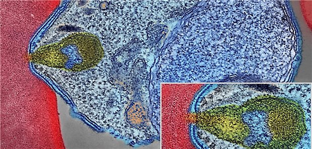 Kolorierte EM-Aufnahme: Ein Plasmodium-Sporozoit (blau) bindet an ein Blutgefäß.