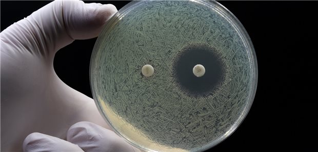 Ausdauernde Bakterien bedrohen Erfolg von Antibiotikatherapien Konventioneller Test auf Antibiotika-Resistenz in der Petrischale. Das linke mit einem Antibiotikum getränkte Testplättchen hat keine Wirkung mehr auf die Bakterien-Kultur.