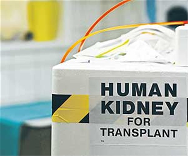 Organspende - wird die Vorabfestlegung zur Bürgerpflicht? Kostbare Fracht: Eine Niere wird für den Transport vorbereitet.