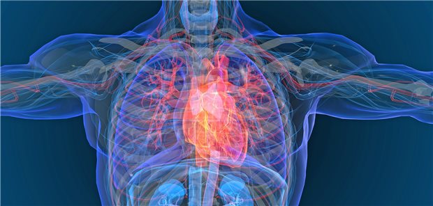 Krankes Herz im Modell: Für Patienten mit  symptomatischer chronischer Herzinsuffizienz mit reduzierter Ejektionsfraktion gibt es eine neue Option.
