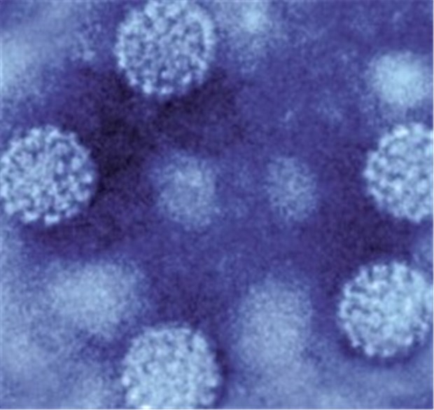 Hpv impfung ablauf