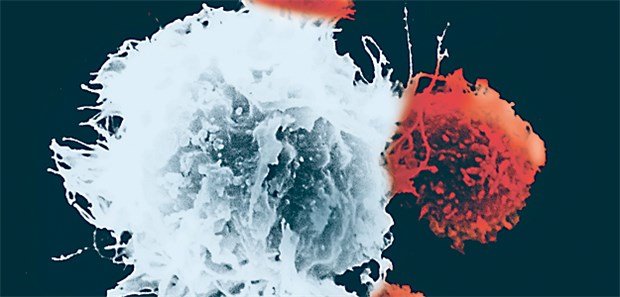 Mit Immuntherapie gegen Tumoren Krebsimpfung: Dendritische Zellen (groß) präsentieren T-Killerzellen (rot) ein „Fahndungsbild“ der Tumorzelle.