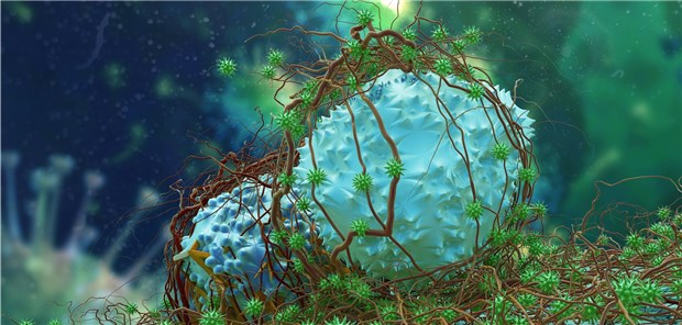 Krebszelle im Fokus: Der bispezifische Antikörper Mosunetuzumab senkt die Tumormasse auch nach CAR-T-Zell-Therapie.