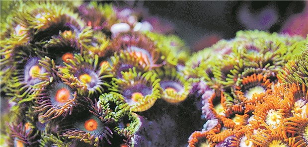Zur Pilzzeit klingelt's besonders oft Krustenanemonen sorgten im vergangenen Jahr häufig für Vergiftungen bei unvorsichtigen Besitzern von Aquarien.