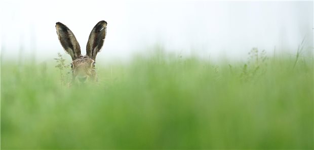 Kümmern sich nicht nur um Ostereier – Feldhasen gelten auch als Überträger von Francisella tularensis, dem Erreger der Hasenpest oder Tularämie.
