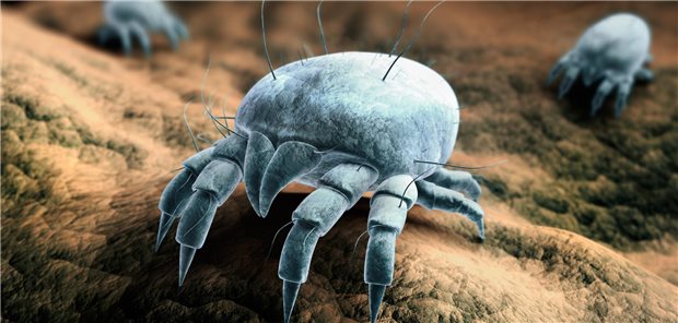 Künstlerische Darstellung einer Milbe