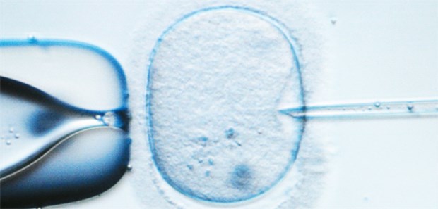 Embryospende gesetzlich regeln! Künstliche Befruchtung: Die überzähligen Embryonen werden häufig kryokonserviert.