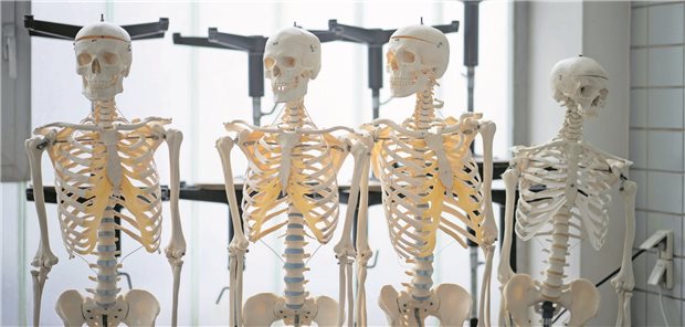 Künstliche Skelette stehen am Institut für Anatomie und Zellbiologie der Justus-Liebig-Universität Gießen in einem Saal.