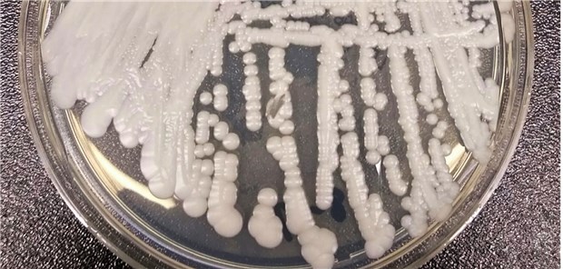 Kultivierter Hefepilz: Candida auris.