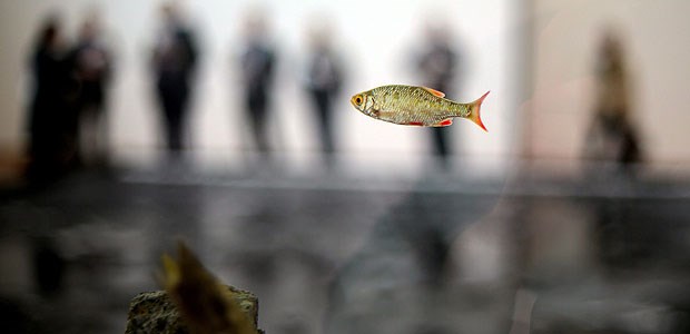 Huyghes Kunstschau mit lebenden Tieren Kunstwerke mit lebenden Tieren: In Köln wird das "Made Ecosystem" gezeigt, ein Aquarium mit Fischen. Die Ausstellung von Pierre Huyghe ist bis zum 13. Juli in Köln zu sehen.