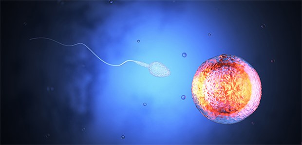 Forscher untersuchen, wie Spermien schwimmen Kurz vor dem Ziel: Wie Spermien ans Ziel kommen, ist auch Forschungsobjekt.