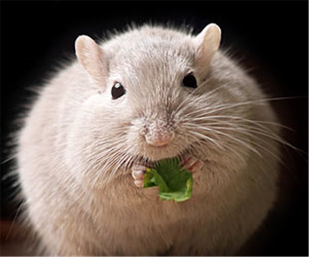 'Forschung braucht Tiere, denen es gut geht' Laborant spritzt eine Maus: Die Zahl der Versuchstiere in Deutschland nimmt weiter zu. Das ruft Kritiker auf den Plan.
