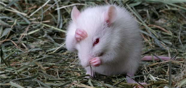Labormaus unter dem Einfluss unterschiedlicher Allergieauslöser.