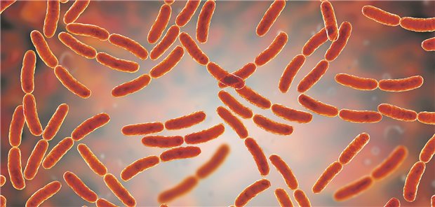 Lactobacillus ist ein typischer Darmbewohner und scheint depressive Symptome zu mildern.