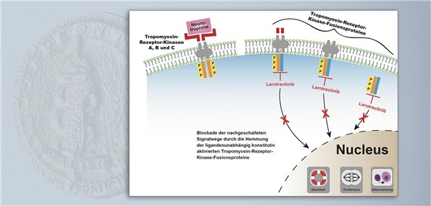 Larotrectinib hemmt die konstitutiv aktivierten Tropomyosin-Rezeptor-Kinase-Fusionsproteine, wodurch die nachgeschalteten Signalwege blockiert werden.