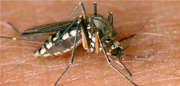 West-Nil-Virus: Fallzahlen in Deutschland steigen Laut RKI wird das West-Nil-Virus hauptsächlich von Stechmücken zwischen wildlebenden Vögeln übertragen. Über Vögel infizierte Mücken können das Virus auf Menschen übertragen
