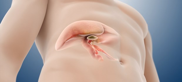 Hoffnung auf Heilung Leber im Blick: Forscher entwickeln eine neue Therapie gegen das akute Versagen.