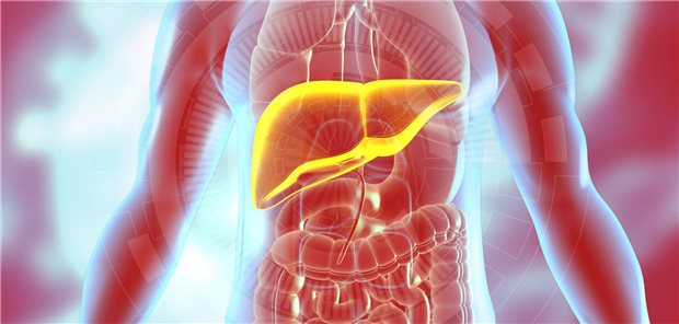 Leber im Fokus: Das HIV-Medikament Stavudin sowie einige Krebsmedikamente führen einer Studie zufolge zu einem höheren Risiko für Leberschädigungen. 