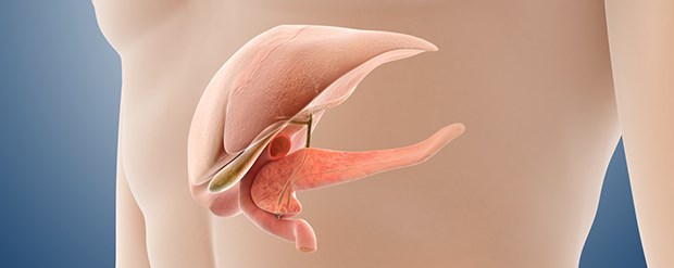 Lipase-Check nicht übertreiben Leber mit Pankreas: Bei akuter Pankreatitis ist die Lipase stark erhöht.