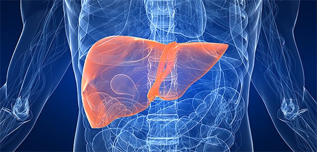 Heilung bei chronischer Hepatitis B möglich! Leber mit hohem Krebsrisiko: 260 Millionen Menschen weltweit sind chronisch mit Hepatitis-B-Viren (HBV) infiziert.