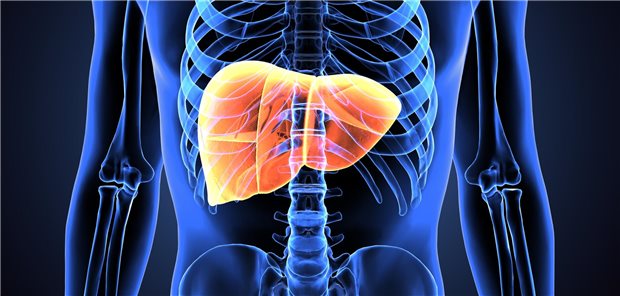 Grafische Darstellung der Leber